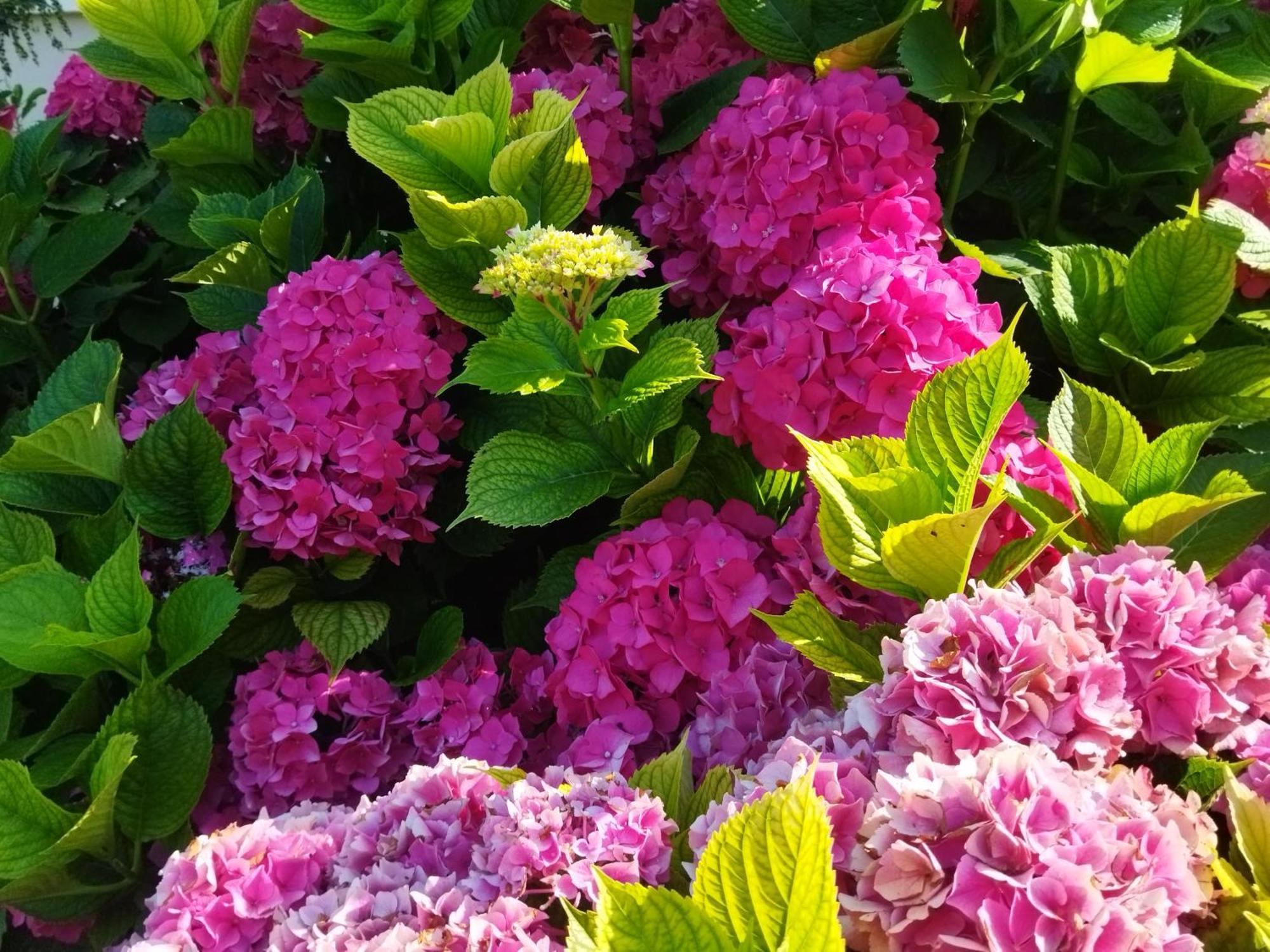 Les Hortensias Fortschwihr 外观 照片